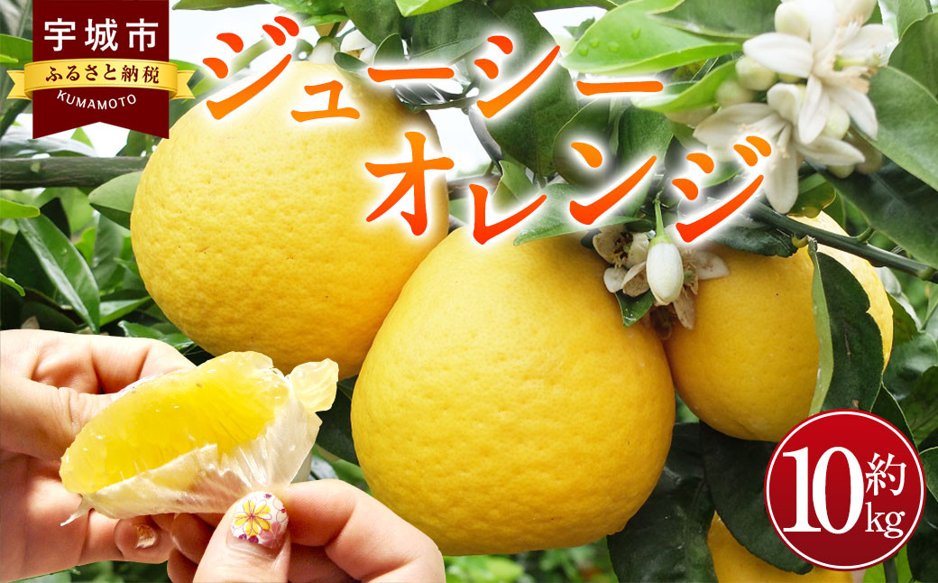 ジューシーオレンジ（河内晩柑）10kg のむちゃん農園【4月上旬～7月上旬発送予定】