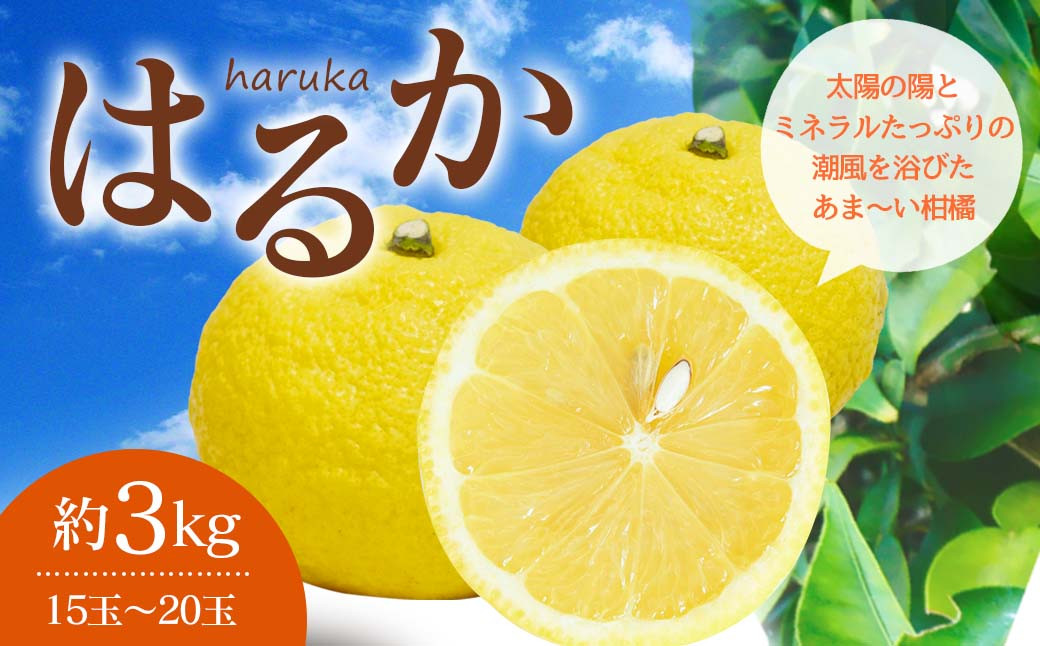 【2024年1月上旬〜順次発送予定】はるか 約3kg（15玉〜20玉）吉田レモニー みかん 柑橘