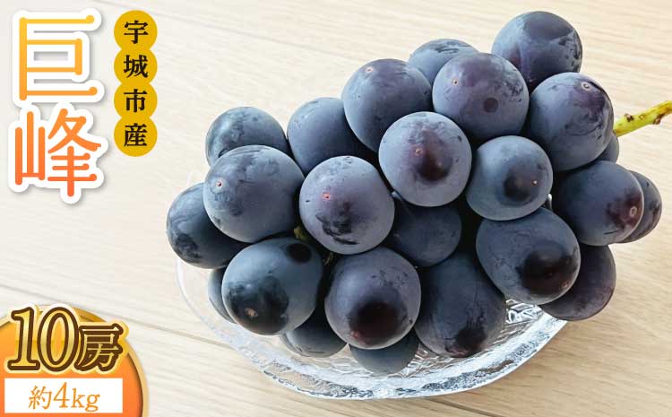 【先行予約】 巨峰 約4kg 10房 【2026年8月上旬〜2026年8月下旬発送予定】 きょほう 葡萄 ぶどう みのだ観光農園