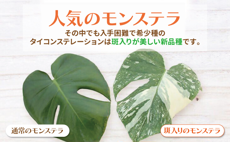 【森水木のラン屋さん】斑入り モンステラ タイ コンステレーション 2.5号ポット 栽培苗 植え替えセット付き ベージュ系素焼き鉢 熊本県 宇城市産 モンステラ 希少品種 観葉植物 インテリア グリーン 希少 希少品種 斑入り植物 おしゃれ ギフト 室内 人気 初心者 向け リビング 開店祝い 新築祝い