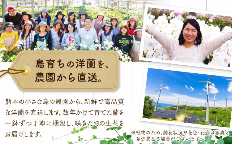 洋蘭 洋蘭ギフトL 鉢花 （高さ60～80cm） 蘭 鉢 鉢植え 胡蝶蘭 ギフト 熊本県産 【森水木のラン屋さん】 お祝い 誕生日 鉢植え 花 贈り物 蘭