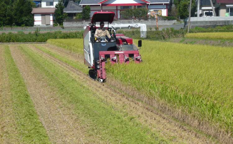 【令和7年産】季長米 5kg【竹崎野村農園】【2026年10月下旬までに発送予定】 うるち精米 ごはん ご飯 国産