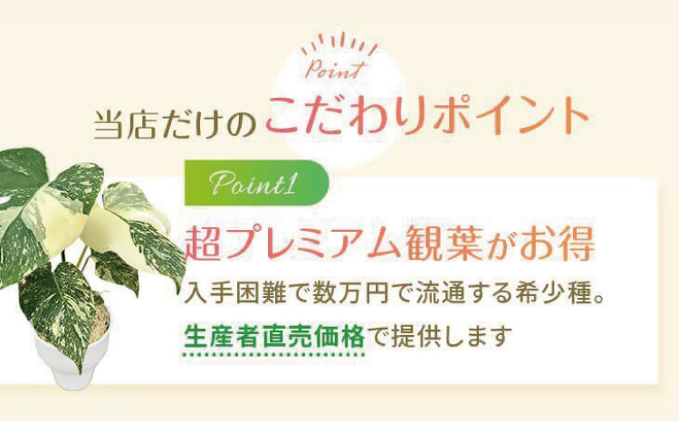 【森水木のラン屋さん】斑入り モンステラ タイ コンステレーション 2.5号ポット 栽培苗 植え替えセット付き ベージュ系素焼き鉢 熊本県 宇城市産 モンステラ 希少品種 観葉植物 インテリア グリーン 希少 希少品種 斑入り植物 おしゃれ ギフト 室内 人気 初心者 向け リビング 開店祝い 新築祝い