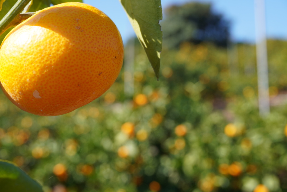 å
è¡äºçŽ ã¿ãã å°ŸåŽ æ©ç æž©å·ã¿ãã çŽ8kg (60çååŸ) ã2026幎12æäžæ¬ãã12æäžæ¬é çºéäºå®ã æ©çã¿ãã ã¿ãã ãã«ã³ èæ ãã«ãŒã æç© ãã ãã® ã²ã§ã¿ãã