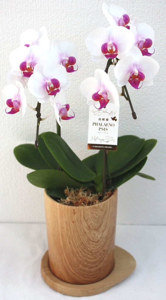 【お任せ】 ミディ胡蝶蘭 2本立ち 鉢花 らん プレゼント 洋ラン 生花 お花 お祝い