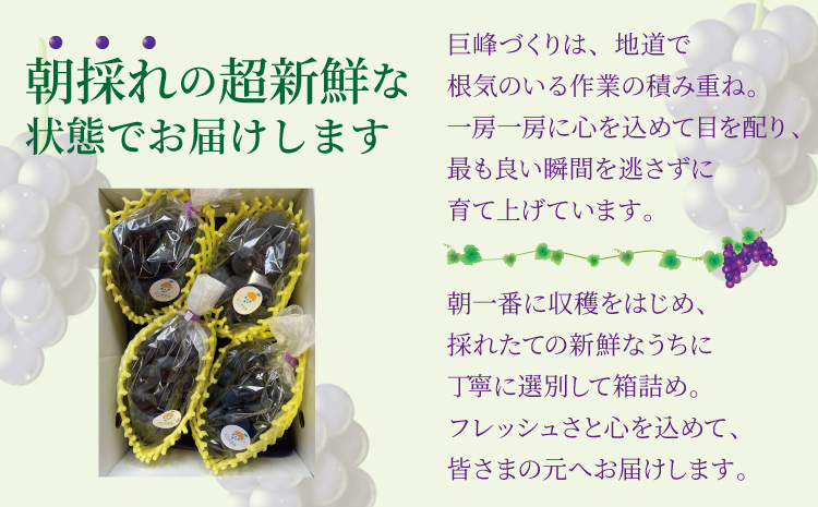 7月のぶどう屋さん 種なし巨峰 4房入り 1.5kg 松川果樹園 種無し巨峰 種なし たねなし きょほう ぶどう 葡萄 熊本県 宇城市産 冷蔵 送料無料【2026年7月上旬〜8月上旬頃順次発送予定】