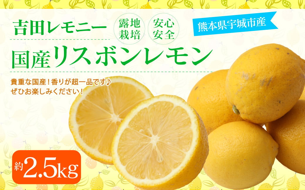 国産 リスボンレモン 約2.5kg 20〜30玉【吉田レモニー】【2024年11月上旬〜2025年7月上旬発送】檸檬 レモン 柑橘 果物 フルーツ