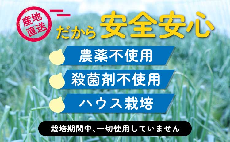  新玉ねぎ 約5kg 訳あり【2026年2月中旬～3月上旬発送】 玉ねぎ たまねぎ 国産 野菜 春野菜 無農薬 サイズ混合 産地直送 産直 数量限定 季節限定 木戸口菜園