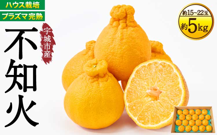 先行予約 不知火 【2026年3月上旬~2026年4月上旬頃発送予定】 宇城市産 ハウス栽培 プラズマ完熟不知火 約5kg（15～22玉） しらぬい みかん 蜜柑 柑橘 国産 九州 【株式会社la Nui.】