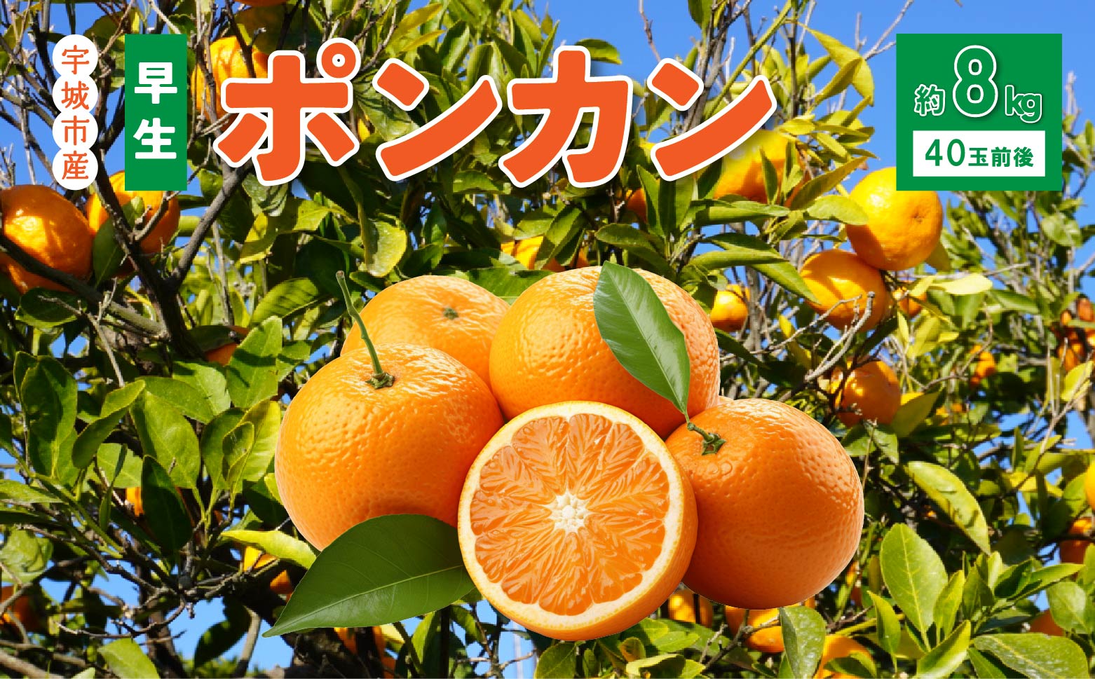 先行予約 宇城市産 早生 ポンカン 約8kg（40個前後）ひでみかん【2026年12月上旬から12月下旬発送予定】 柑橘 果物 くだもの お取り寄せ 熊本県 宇城市