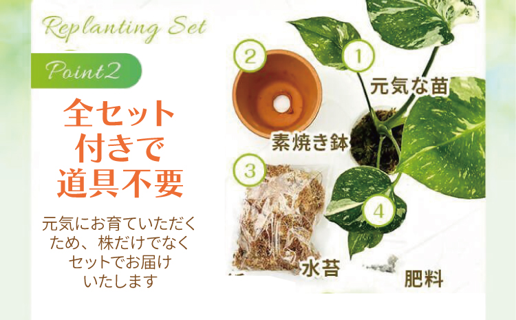 【森水木のラン屋さん】斑入り モンステラ タイ コンステレーション 2.5号ポット 栽培苗 植え替えセット付き ベージュ系素焼き鉢 熊本県 宇城市産 モンステラ 希少品種 観葉植物 インテリア グリーン 希少 希少品種 斑入り植物 おしゃれ ギフト 室内 人気 初心者 向け リビング 開店祝い 新築祝い