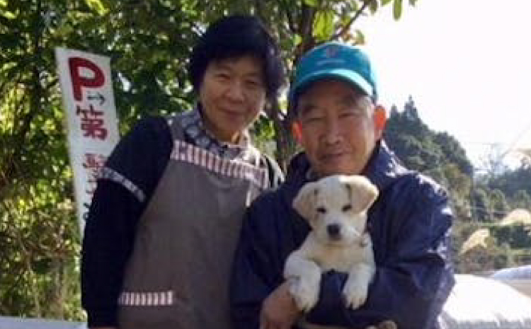 【先行予約】シャインマスカット 約1.5kg 2房 みのだ観光農園 宇城市産 マスカット ぶどう 葡萄 果物 フルーツ 旬 冷蔵 送料無料 熊本県 宇城市 【2026年9月上旬～9月中旬発送予定】