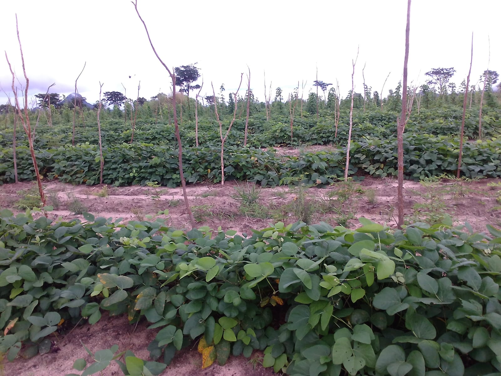 モザンビーク産 黒ムクナ豆 パウダー 300g むくな豆 粉末 粉末タイプ 熊本県 宇城市