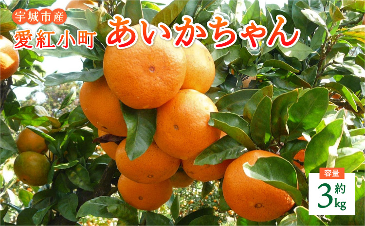 愛紅小町 あいかちゃん 約3kg 25〜35玉【吉田レモニー 】【2025年10月上旬-2026年1月下旬発送】温州みかん