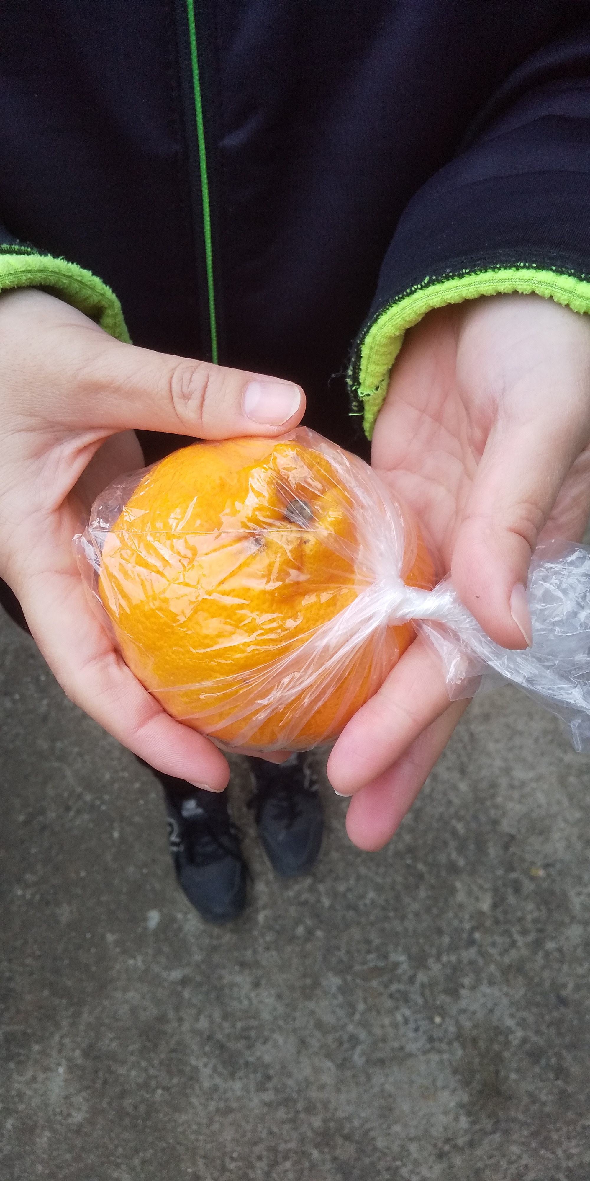 å
è¡äºçŽ èš³ãã äžç¥ç« çŽ10kg 40çååŸ ã2026幎3æäžæ¬ã4æäžæ¬çºéäºå®ã ããã¬ã ææ©é¡ ã¿ãã ãã«ã³ èæ æç© ãã«ãŒã å®ååžç£ çæ¬çç£ ä¹å·ç£ ã²ããææš¹å