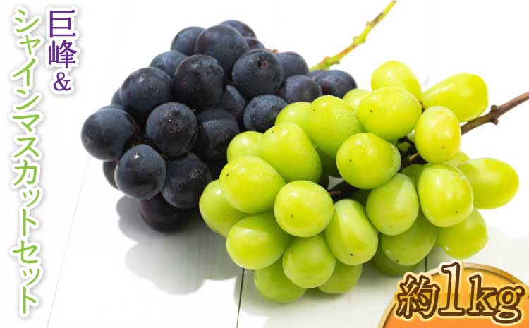 【先行予約】 熊本県 宇城市産 巨峰&シャインマスカットのセット 約1kg【2026年7月下旬〜8月上旬頃発送予定】巨峰 シャインマスカット 葡萄 ブドウ ぶどう
