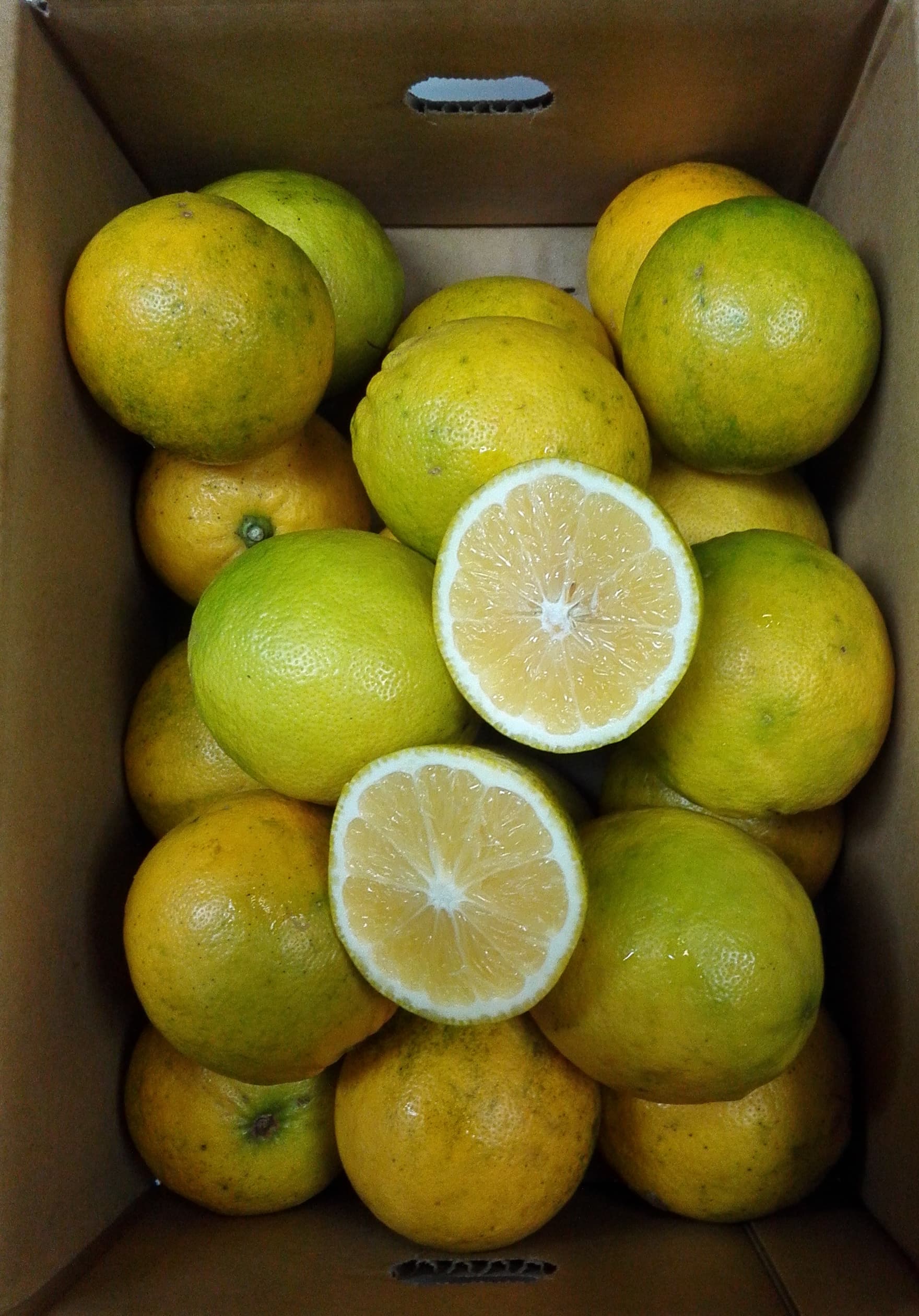 é£ã¹ãã¬ã¢ã³ ã¹ã€ãŒãã¬ã¢ããŒã çŽ3kgïŒ20ã30çïŒãåç°ã¬ã¢ããŒãã2025幎12æäžæ¬-2026幎6æäžæ¬çºéã