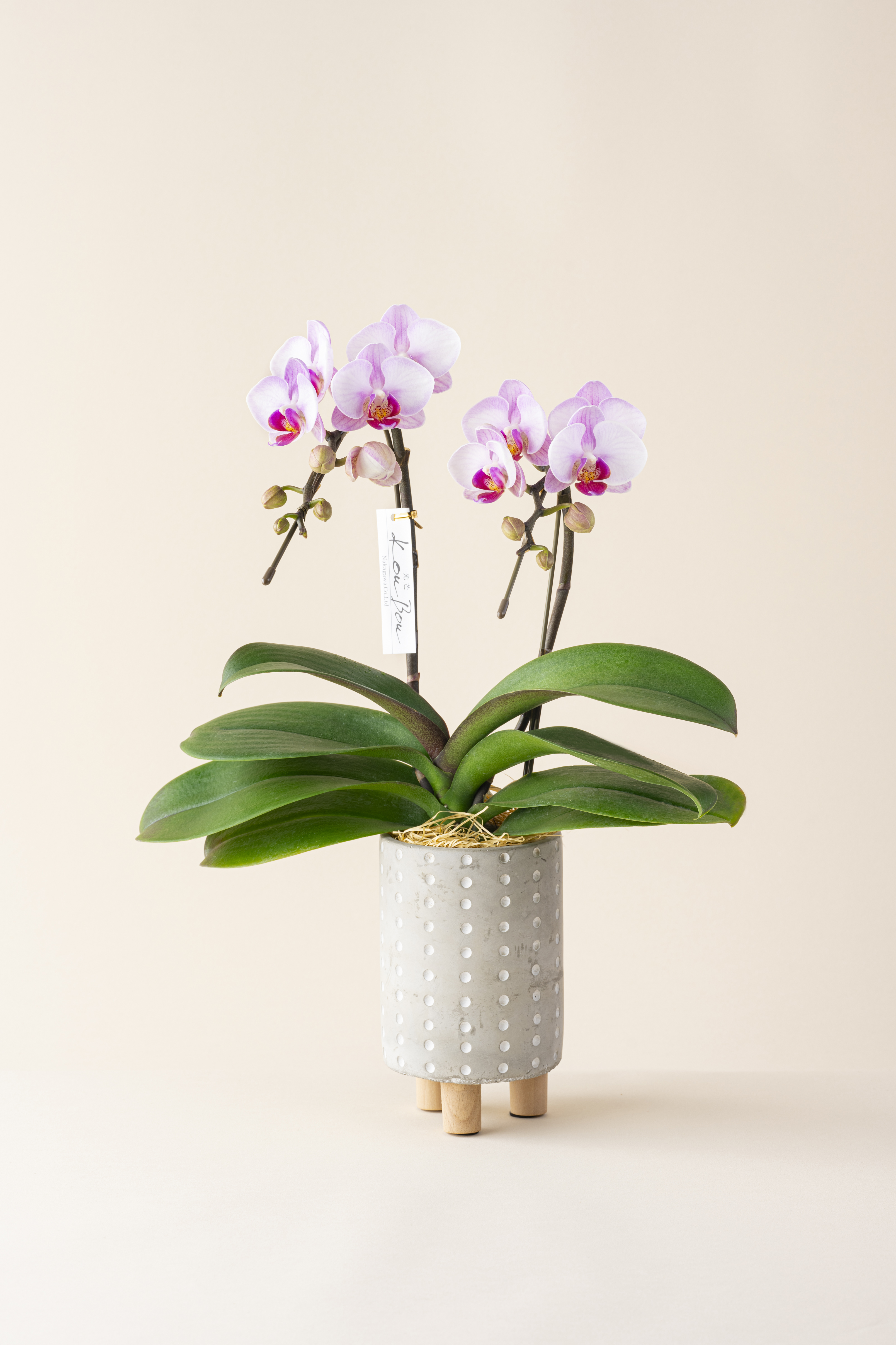 ミディ胡蝶蘭 KouBou 大地 2本立ち 洋蘭 観賞用 贈答用 植物