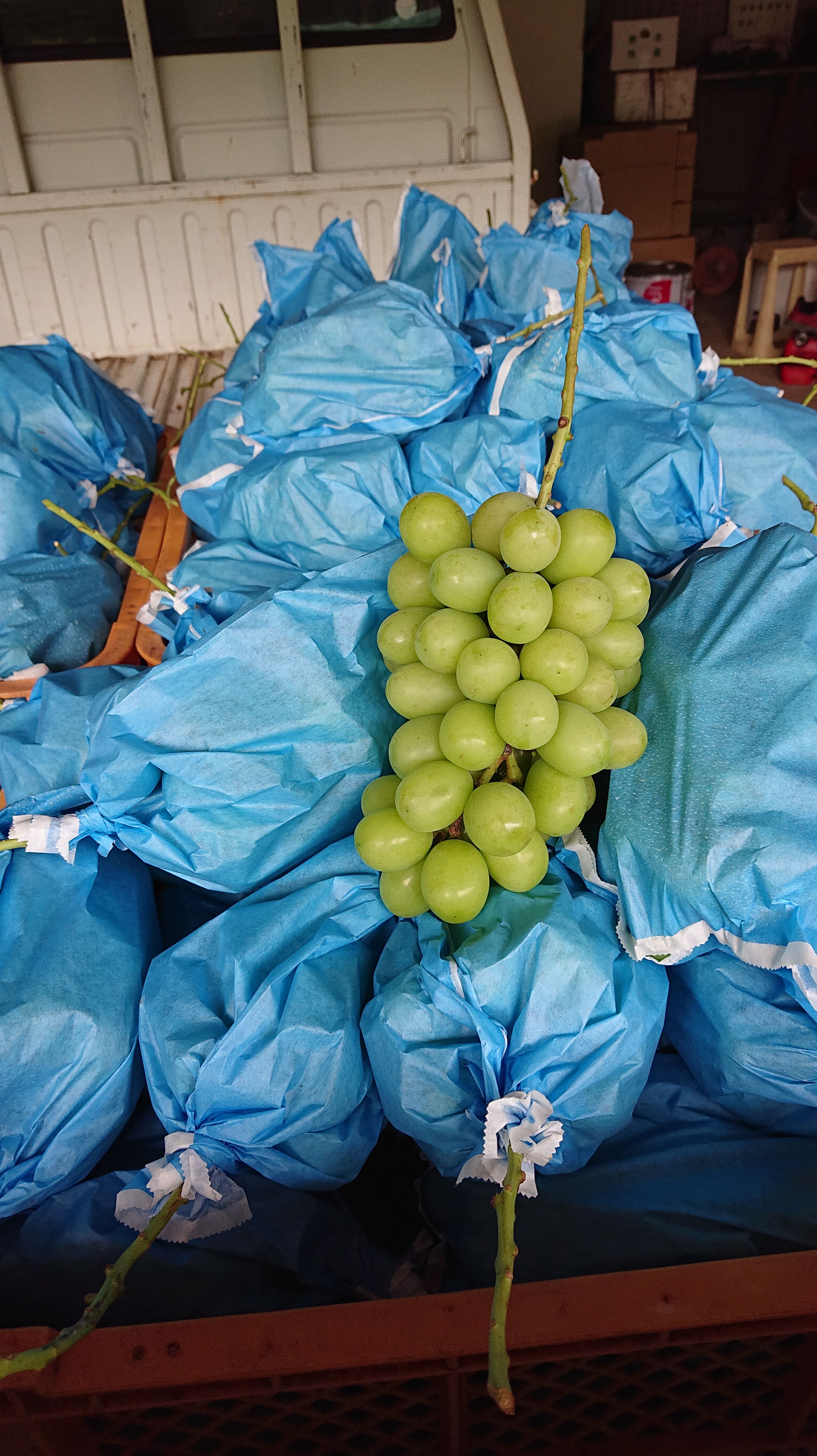 å®ååžç£ ã·ã£ã€ã³ãã¹ã«ãã çŽ1.8kg ãã¬ãã·ã¥ãã€ã¬ã¯ãã2026幎7æäžæ¬ã8æäžæ¬é é æ¬¡çºéäºå®ã