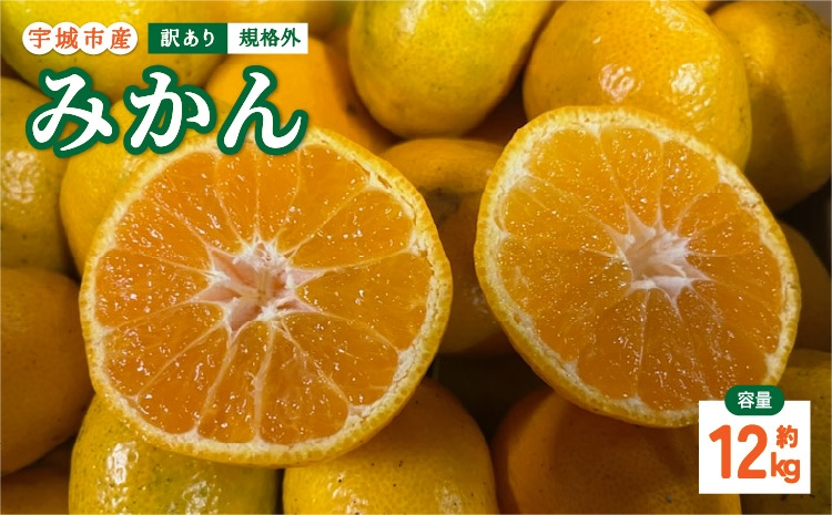 訳あり みかん 12kg 規格外 サイズ不選別 果物 くだもの フルーツ ミカン オレンジ 柑橘 訳アリ 【2025年10月下旬〜2026年1月下旬発送予定】