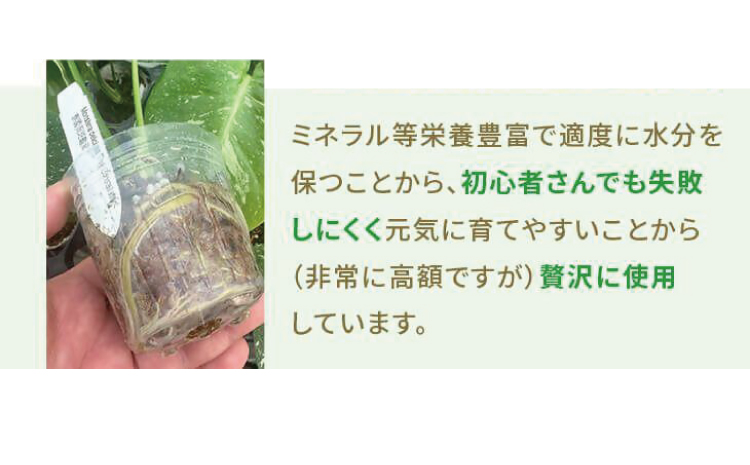 【森水木のラン屋さん】斑入り モンステラ タイ コンステレーション 2.5号ポット 栽培苗 植え替えセット付き ベージュ系素焼き鉢 熊本県 宇城市産 モンステラ 希少品種 観葉植物 インテリア グリーン 希少 希少品種 斑入り植物 おしゃれ ギフト 室内 人気 初心者 向け リビング 開店祝い 新築祝い