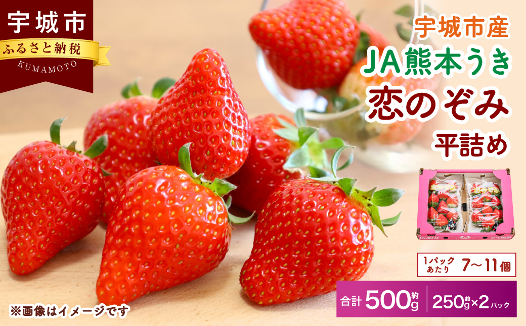 【JA熊本うき】いちご 恋のぞみ 平詰め（250g×2パック）合計500g【2025年1月上旬～3月上旬発送予定】苺 イチゴ