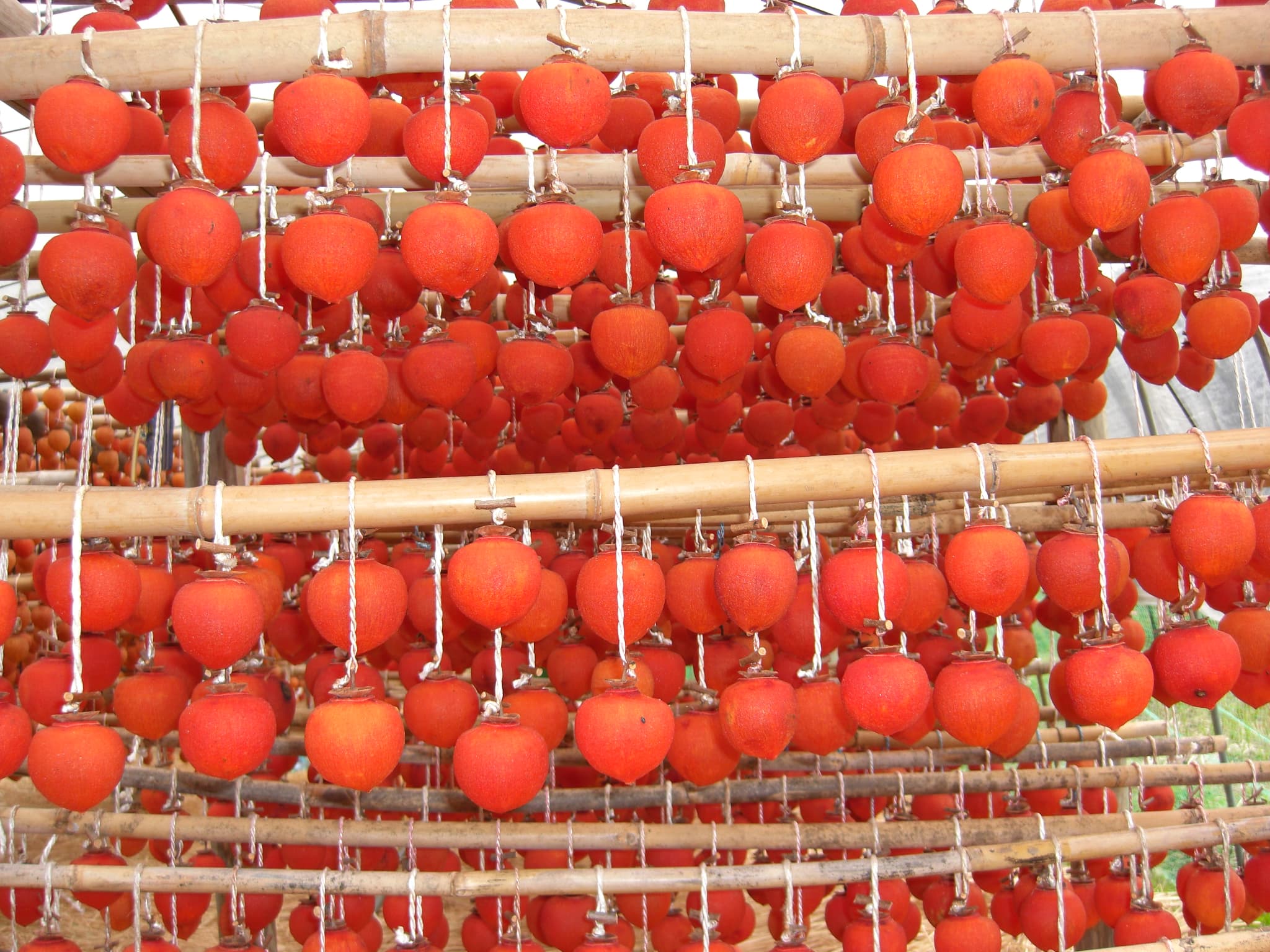 ãå
è¡äºçŽã å¹²ãæ¿ å·»æ¿ çŸå¹Žå€æš å·»ãæ¿ 1æ¬ å¹²æ¿ æ¿ ãã©ã€ãã«ãŒã èªç¶é£å äŒçµ±é£ ãè¶èå ä¹å·ç£ çæ¬çç£ å®ååžç£ 2026幎1æäžæ¬ãã3æäžæ¬çºéäºå®