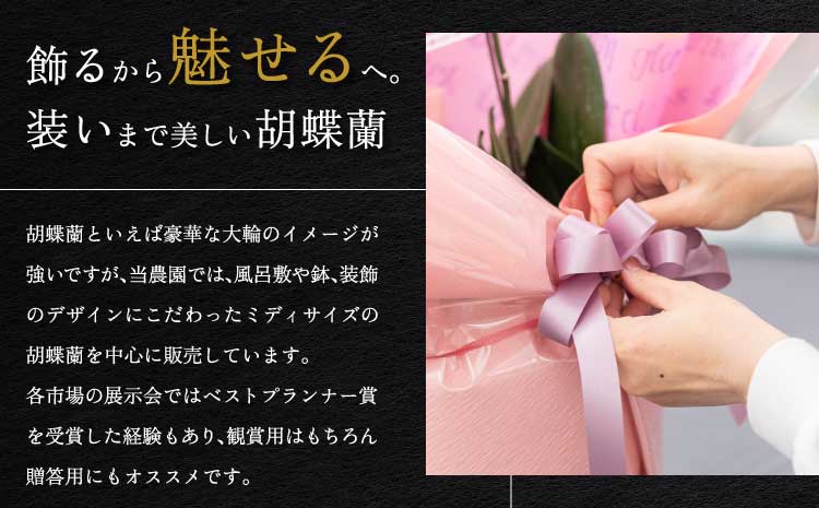 【定期便4回】ミディ胡蝶蘭 3本立ち 洋蘭 観賞用 植物