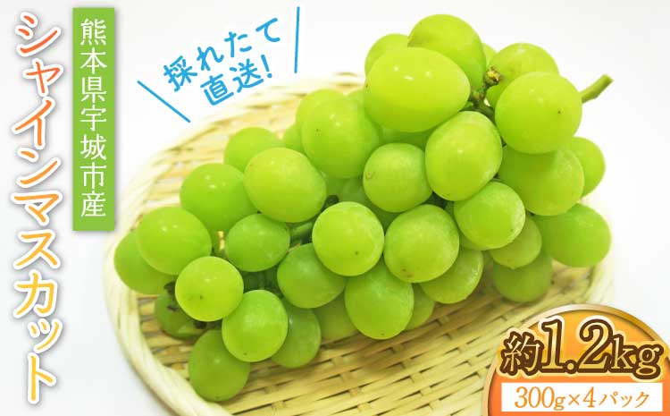【先行予約】 採れたて直送！熊本県 宇城市産 シャインマスカット 約1.2kg（300g×4パック入り）【2026年7月中旬〜8月中旬頃順次発送予定】