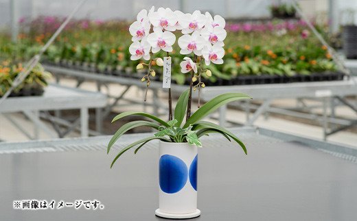 ミディ胡蝶蘭 KouBou 空 2本立ち 洋蘭 観賞用 贈答用 植物