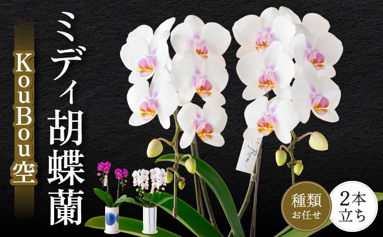 胡蝶蘭 熊本県産 ミディ胡蝶蘭  KouBou  空 2本立ち 蘭 ラン 洋蘭 ミディサイズ 観賞用 贈答用 和モダン インテリア 植物 コチョウラン ランダム 花