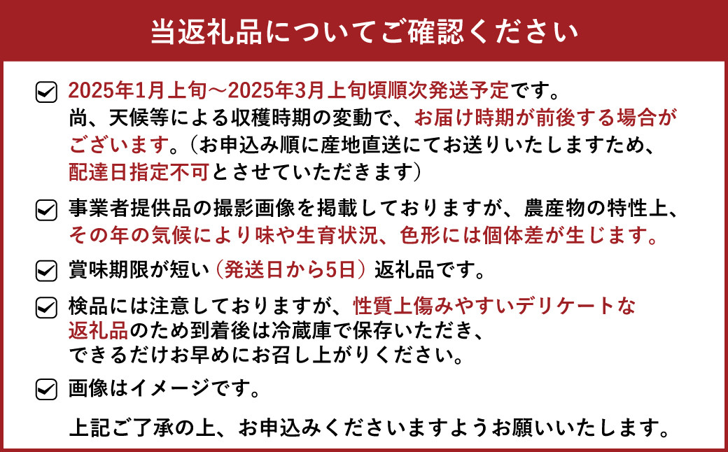 【JA熊本うき】恋のぞみ（250g×8パック）合計2kg レギュラーサイズ【2025年1月上旬～3月上旬発送予定】いちご 苺 イチゴ