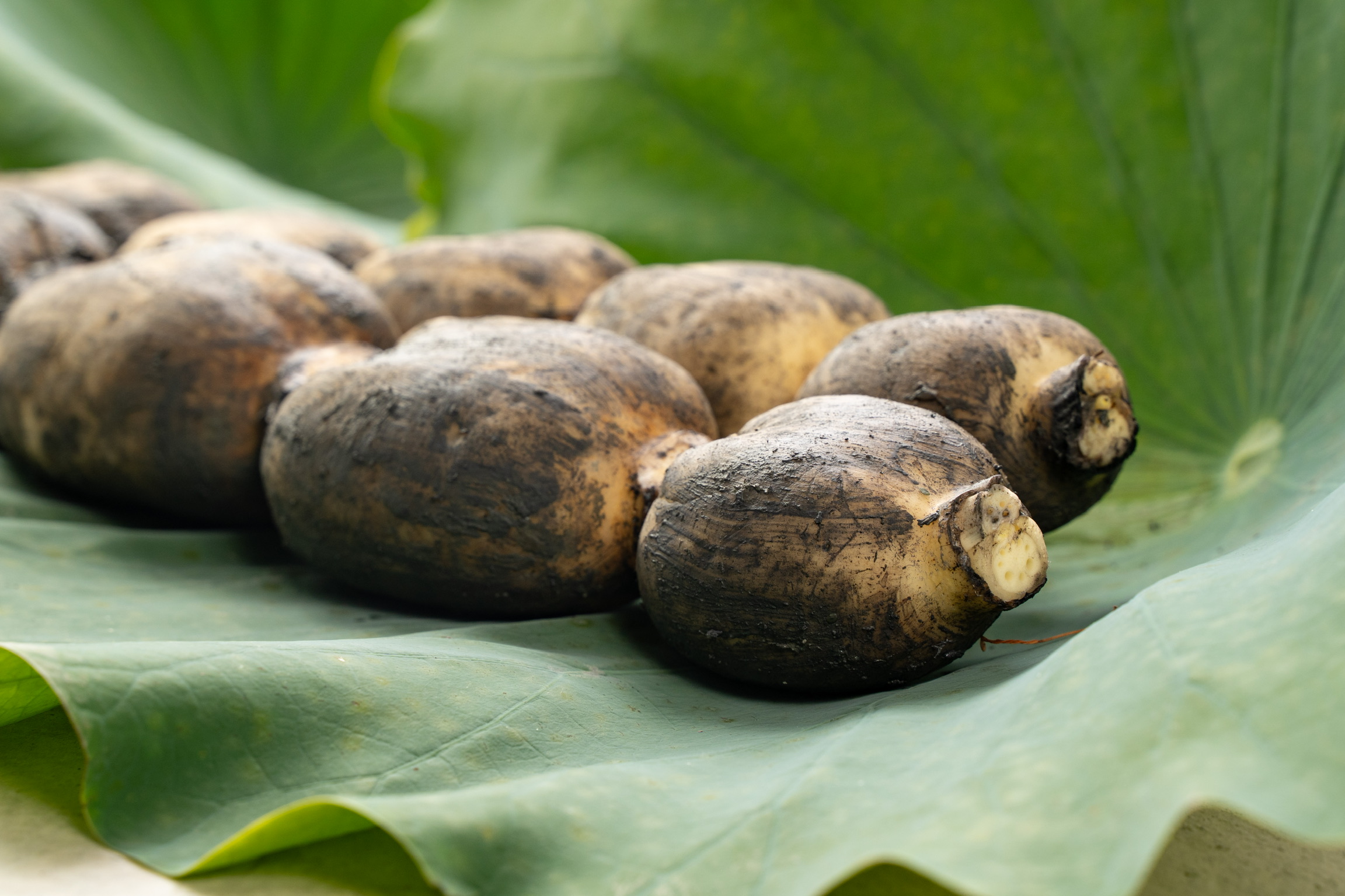 レンコン 斎藤さん家の「生」れんこん 約2kg (約2〜3本 節数：8〜10節）【2025年9月上旬〜2026年3月上旬発送予定】レンコン 泥付き 産地直送 蓮根 熊本県産 国産 九州 熊本県 宇城市