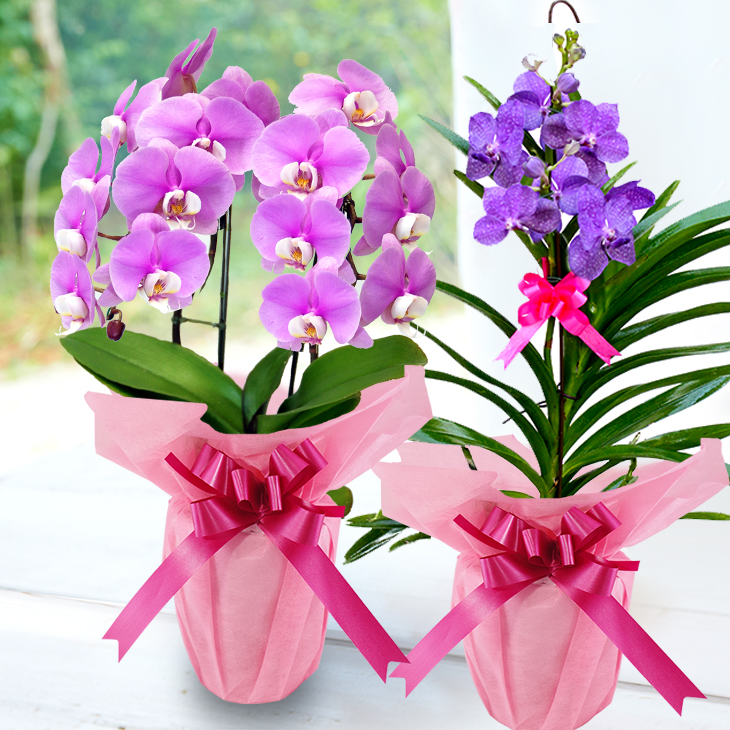 洋蘭 洋蘭ギフトM 鉢花 (高さ40～60cm) 【森水木のラン屋さん】 胡蝶蘭 お祝い 誕生日 鉢植え 花 贈り物 ギフト 蘭