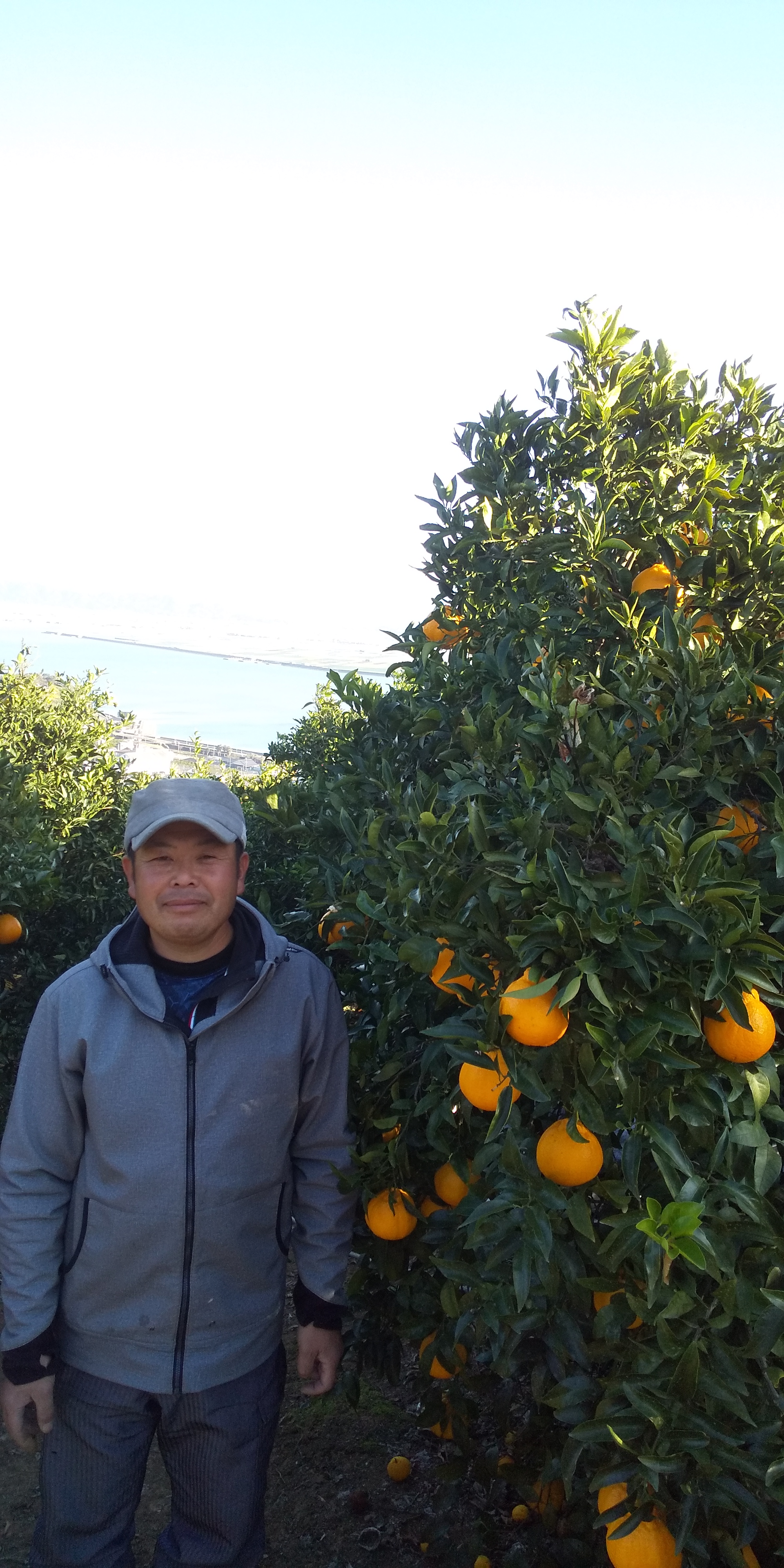 å
è¡äºçŽ èš³ãã äžç¥ç« çŽ10kg 40çååŸ ã2026幎3æäžæ¬ã4æäžæ¬çºéäºå®ã ããã¬ã ææ©é¡ ã¿ãã ãã«ã³ èæ æç© ãã«ãŒã å®ååžç£ çæ¬çç£ ä¹å·ç£ ã²ããææš¹å