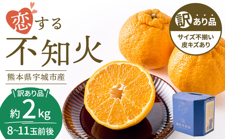 先行予約 訳あり 不知火 恋する不知火 選べる容量 約2kg 【2026年4月上旬から2026年6月下旬発送予定】 御舩果樹園 わけあり 不揃い しらぬい 柑橘 宇城市 熊本県産