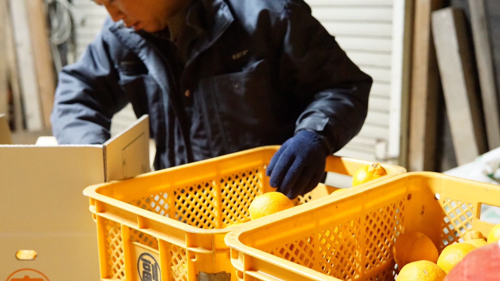 不知火 約8kg (25個前後) 【2026年2月上旬から3月下旬発送予定】 しらぬい みかん ミカン 蜜柑 フルーツ 果物 くだもの 熊本県産 九州産 国産 ひでみかん