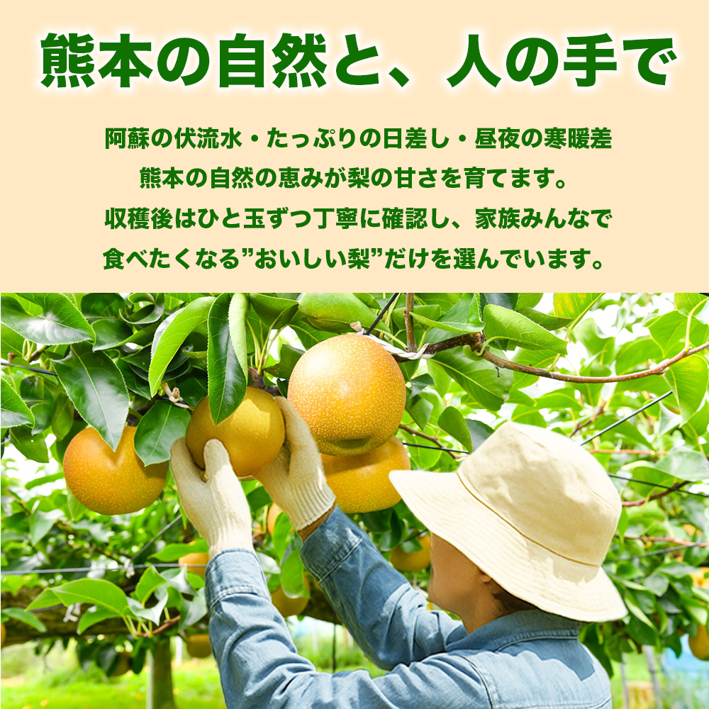 先行予約 旬の梨 品種おまかせ 約5kg（6〜18玉）【2026年8月上旬〜2026年10月中旬配送予定】梨 なし ナシ 幸水 豊水 秋月 新高 新興 秋麗 甘太 凛果 にっこり 愛宕 果物 フルーツ くだもの おまかせ 国産 熊本県 日本フルーツ