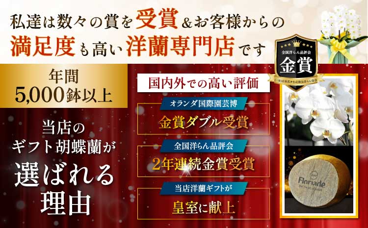 洋蘭 洋蘭ギフトL 鉢花 （高さ60～80cm） 蘭 鉢 鉢植え 胡蝶蘭 ギフト 熊本県産 【森水木のラン屋さん】 お祝い 誕生日 鉢植え 花 贈り物 蘭