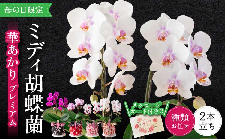 胡蝶蘭 花 母の日 ミディ胡蝶蘭 華あかり プレミアム 2本立ち 【2026年5月上旬頃発送予定】 プレゼント 蘭 ラン 洋蘭 ミディサイズ 観賞用 お祝い 贈答 贈答用 かわいい おしゃれ 鉢植え 風呂敷 インテリア 産地直送 送料無料 株式会社なかがわ