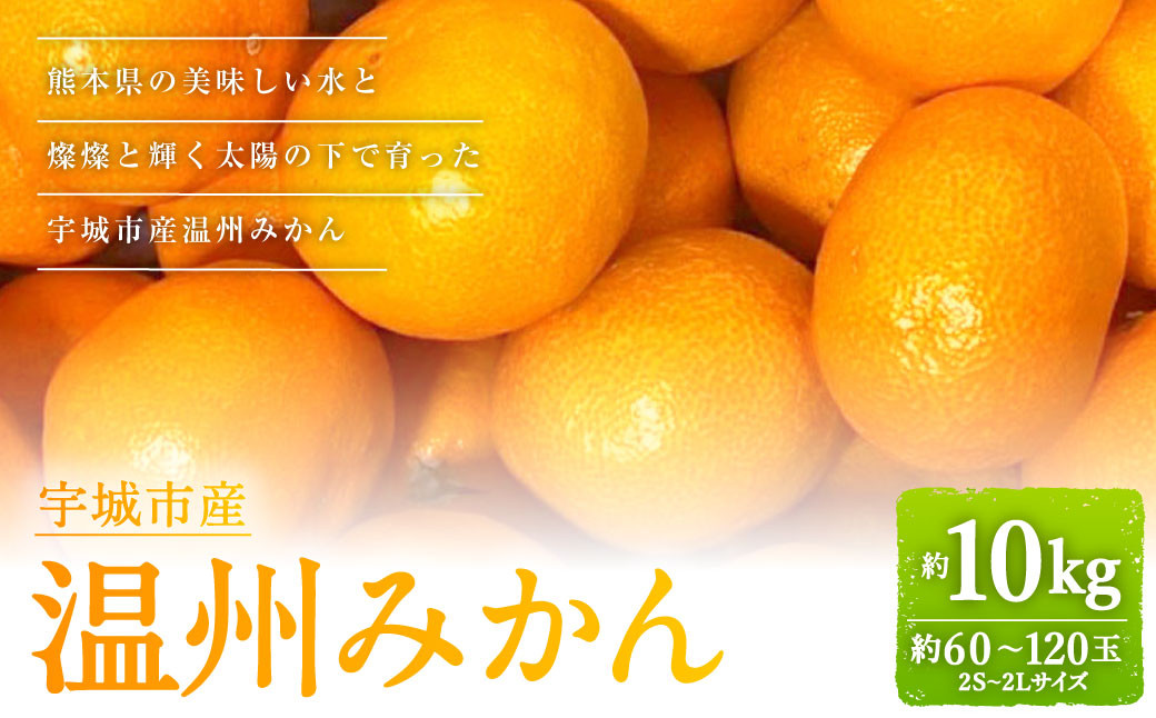 【2024年1月下旬〜順次発送予定】宇城市産 温州みかん 約10kg（約5kg×2ケース）柑橘 果物