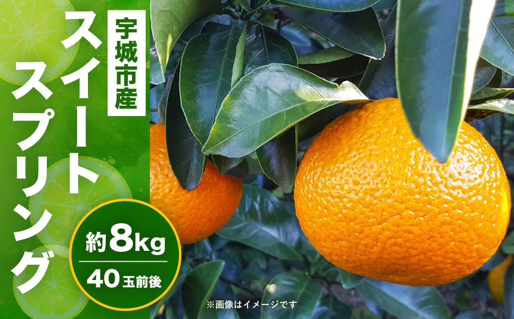 宇城市産 スイートスプリング 約8kg（40個前後） ひでみかん 【12月上旬から2025年1月下旬発送予定】 柑橘 果物 くだもの お取り寄せ 熊本県 宇城市