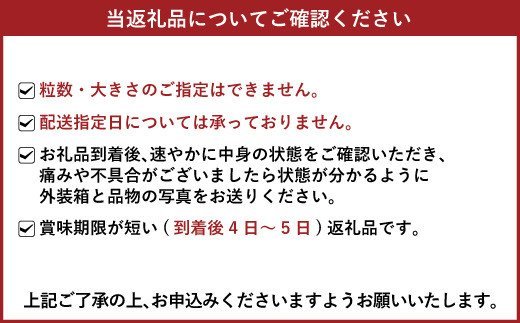 宇城市産 いちご「恋みのり」 約250g×6パック わたなべいちご園|JAL