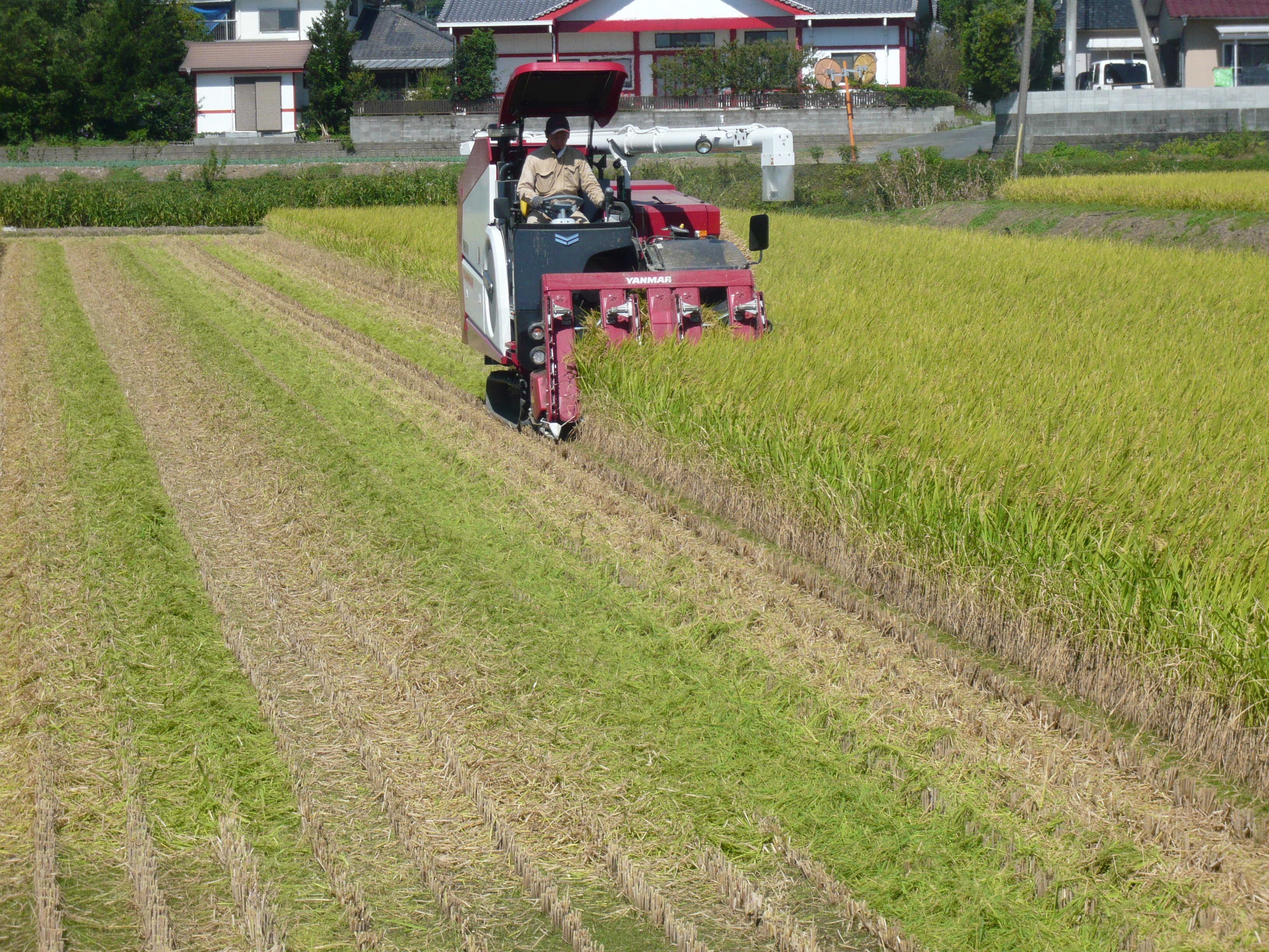 【令和7年産】うきうきう米 10kg 森のくまさん お米 うるち精米 ごはん ご飯 国産 【2026年10月下旬までに発送予定】