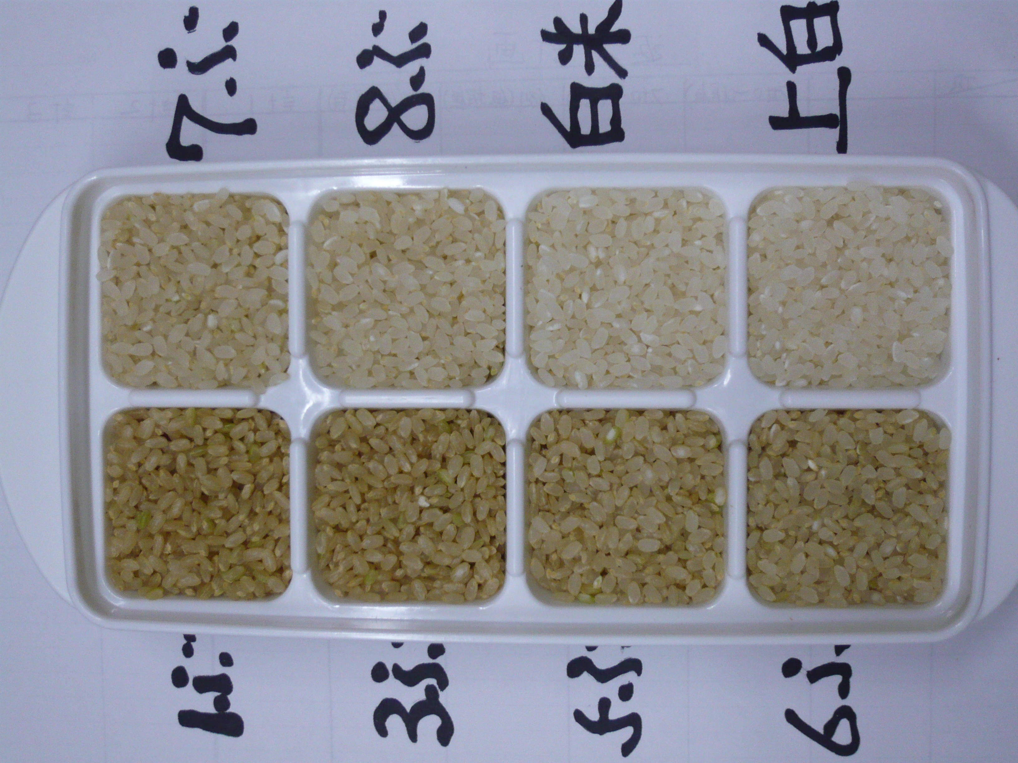 【令和7年産】うきうきう米 5kg 森のくまさん お米 うるち精米 ごはん ご飯 国産 【2026年10月下旬までに発送予定】