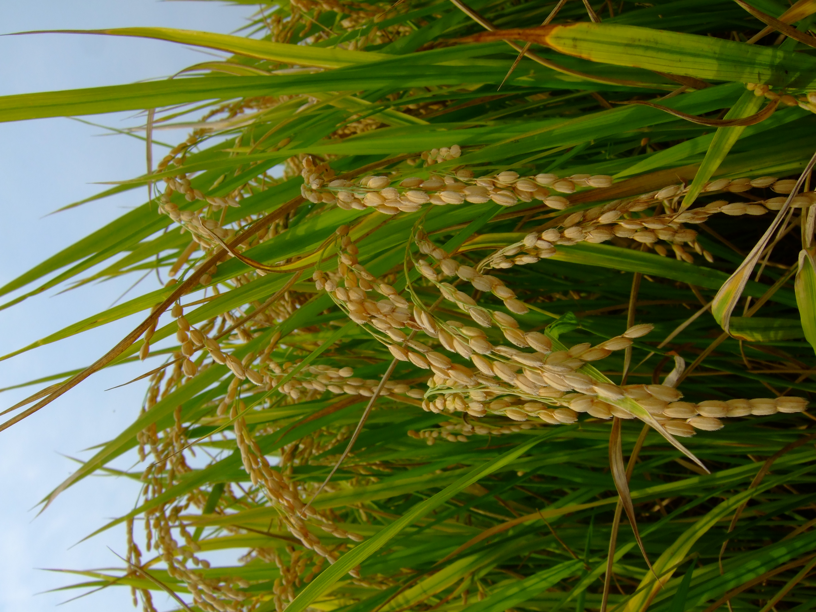 【令和7年産】うきうきう米 5kg 森のくまさん お米 うるち精米 ごはん ご飯 国産 【2026年10月下旬までに発送予定】