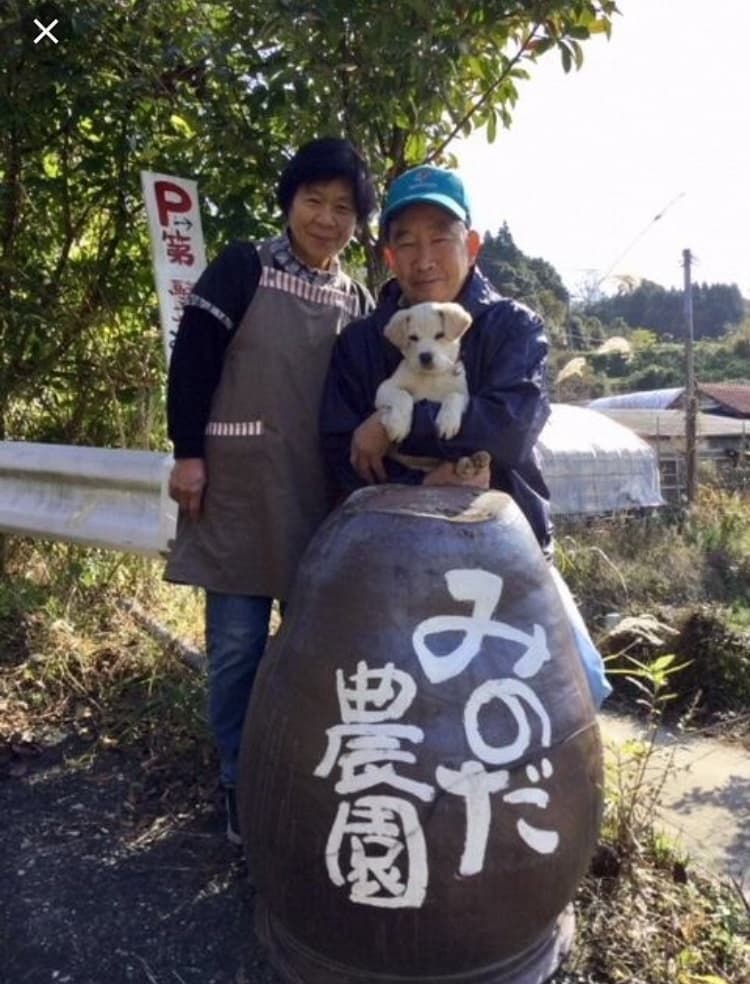 【先行予約】 巨峰 3kg 7～8房 【2026年8月上旬〜2026年8月下旬発送予定】 きょほう 葡萄 ぶどう みのだ観光農園