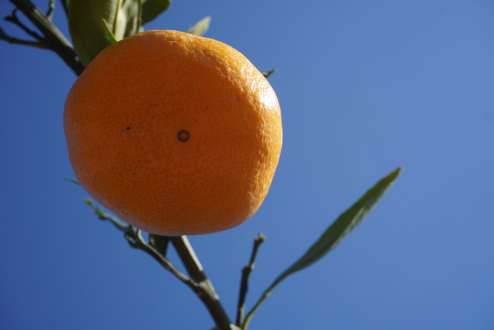 å
è¡äºçŽ ã¿ãã å°ŸåŽ æ©ç æž©å·ã¿ãã çŽ8kg (60çååŸ) ã2026幎12æäžæ¬ãã12æäžæ¬é çºéäºå®ã æ©çã¿ãã ã¿ãã ãã«ã³ èæ ãã«ãŒã æç© ãã ãã® ã²ã§ã¿ãã