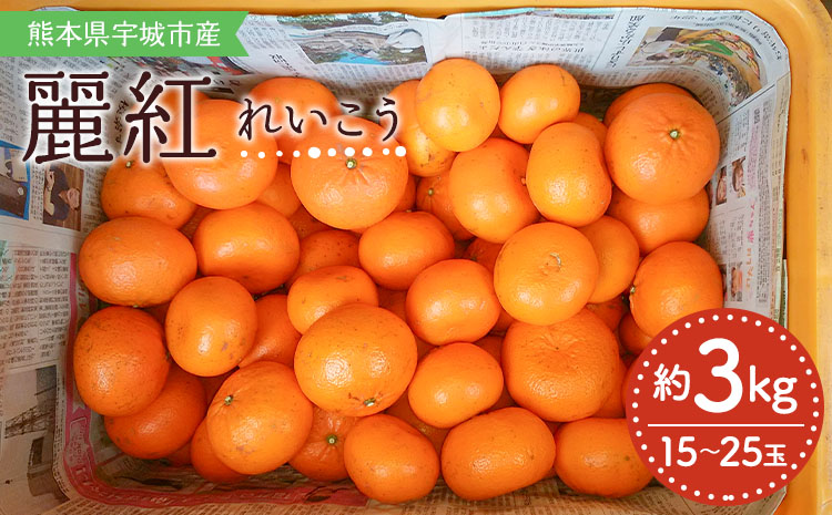 【先行予約】 みかん 麗紅 れいこう 約3kg（15～25玉）　【2026年2月上旬～2026年4月上旬頃順次発送予定】 ミカン 柑橘 果物 フルーツ