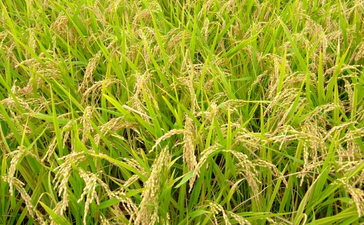 【令和7年産】季長米 5kg【竹崎野村農園】【2026年10月下旬までに発送予定】 うるち精米 ごはん ご飯 国産